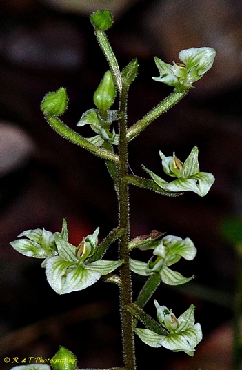 {Ponthieva racemosa}